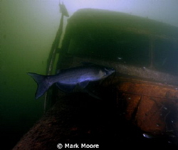 BLUE CAT FRESHWATER LAKE by Mark Moore 